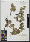 Foto von Salix hastata L.